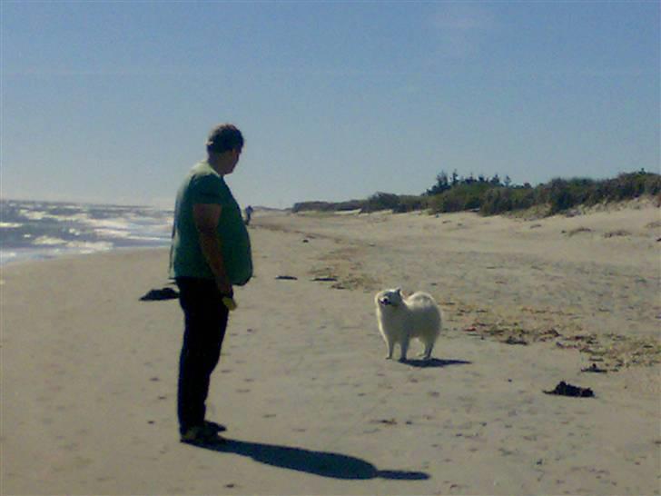 Japansk spids Fonzie billede 19