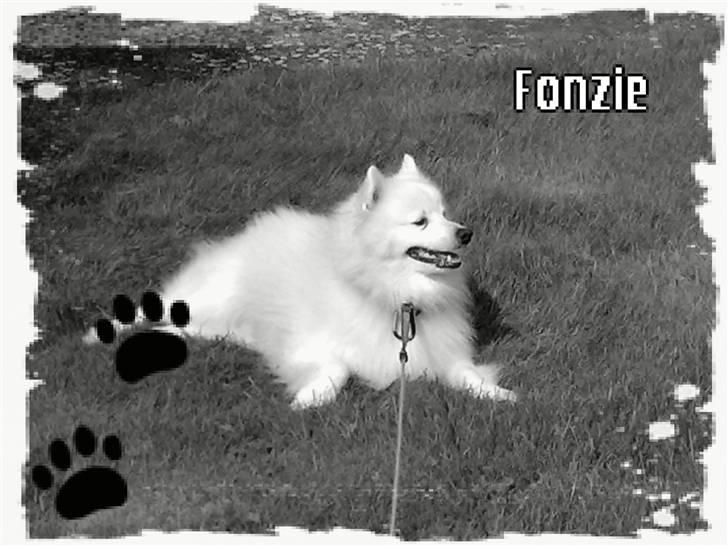 Japansk spids Fonzie billede 20