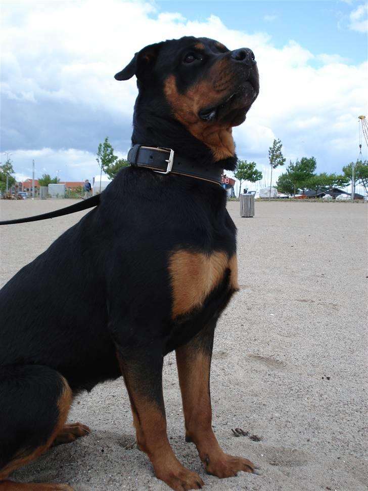Rottweiler Troya - Elsker at være ved stranden/havet billede 17