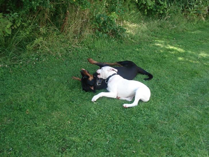 Rottweiler Troya - Leger med min ven Tranta billede 18