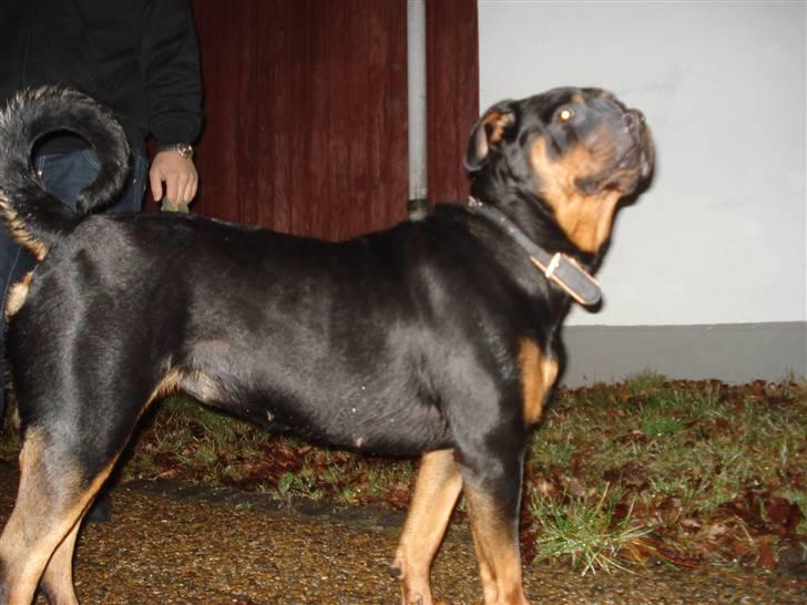 Rottweiler Troya - Hvad er det jeg kan høre.... billede 20