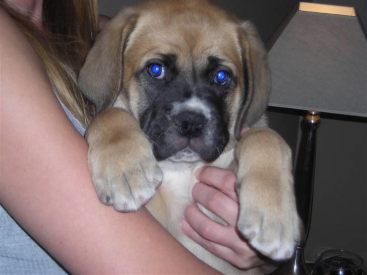 Mastiff neja - er jeg ikke bare nuttet billede 1