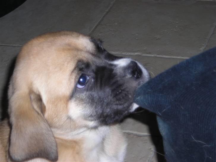 Mastiff neja - Gi mig så min sok når jeg siger det billede 2