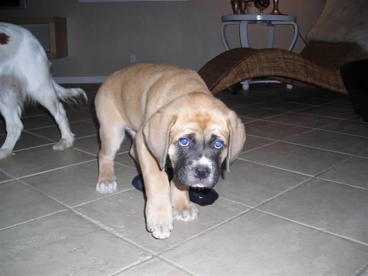 Mastiff neja - Pas på eller jeg bider billede 3