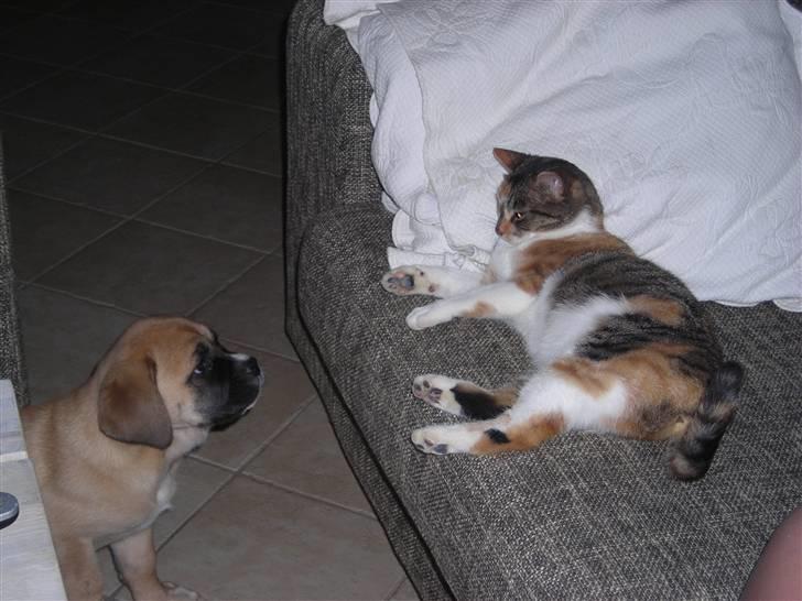 Mastiff neja - Kom så ned din kujon billede 4