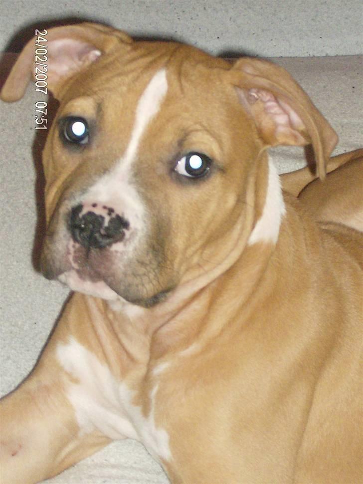 Amerikansk staffordshire terrier Miklo - Miklo billede 1