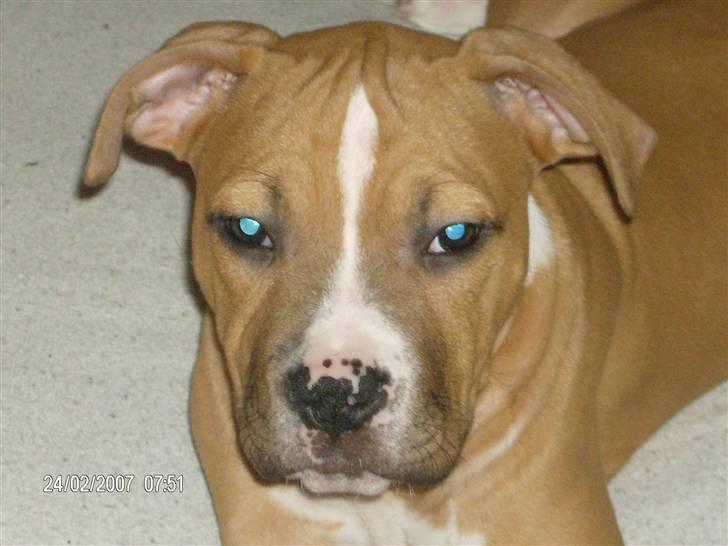 Amerikansk staffordshire terrier Miklo - Fotomodellen Miklo. billede 2