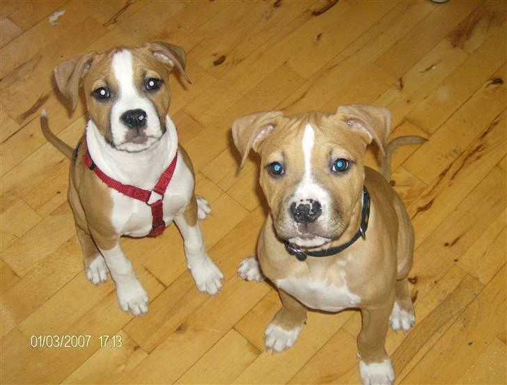 Amerikansk staffordshire terrier Miklo - Det så min søster Jessie billede 3