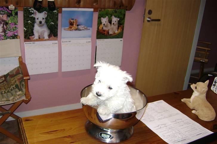 West highland white terrier Rødebros Balou - Her er han 6. uger og vejer 1133g. billede 1