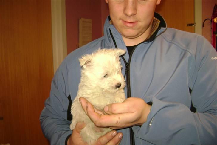 West highland white terrier Rødebros Balou - vi fik løbende lov at komme og besøge ham.. billede 2