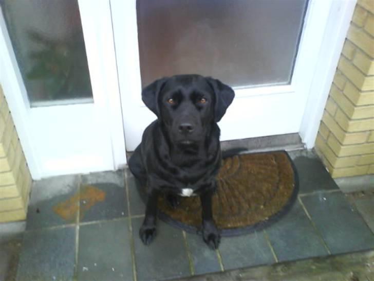 Labrador retriever mOlly  - hun er bare en sød hund (:  billede 2