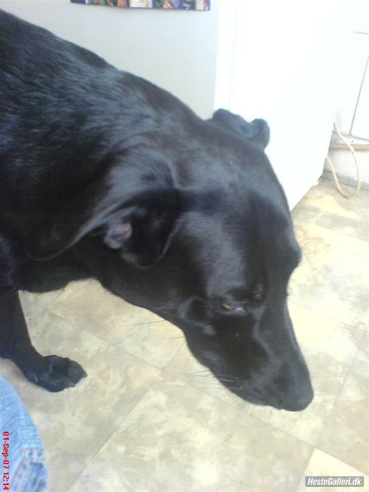 Blanding af racer Neja R.I.P - Neja er 3½ år gammel og en rigtig dejlig legesyg hund.. Giv en bedømmelse og smid em  kommentar. Modtager gerne udfordringer <3 (: billede 1