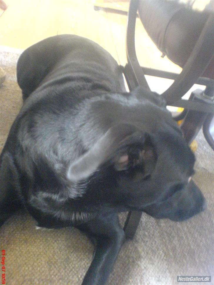 Blanding af racer Neja R.I.P billede 2