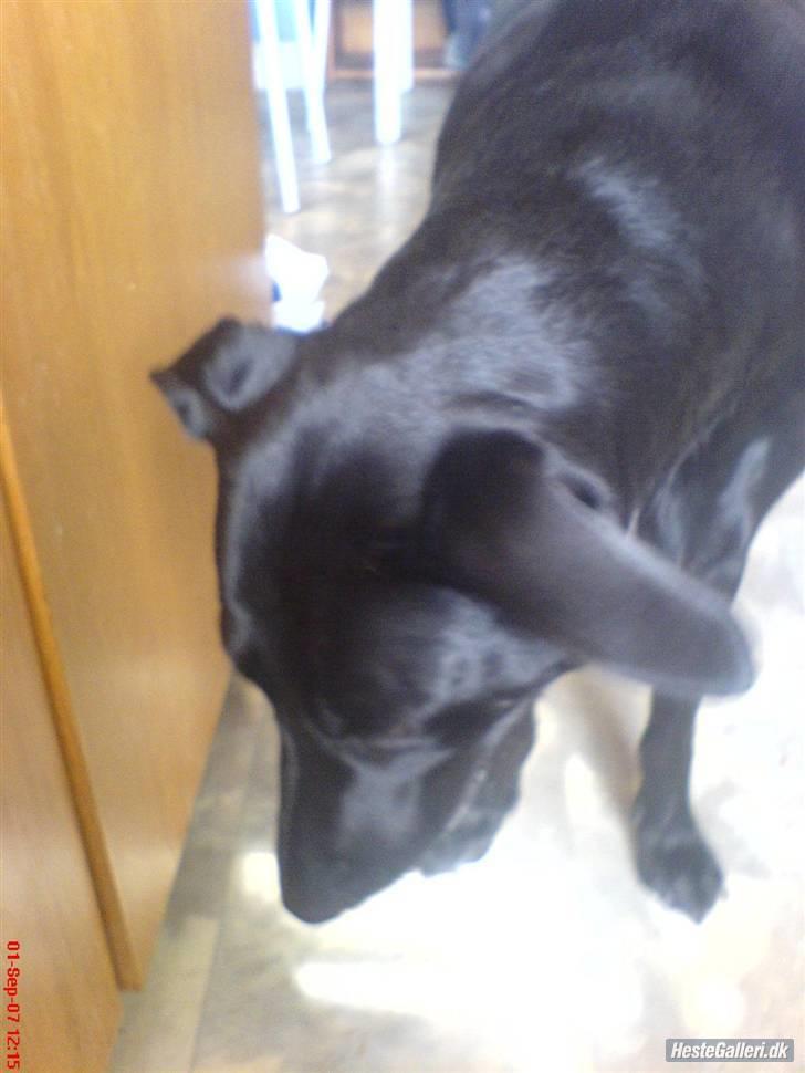 Blanding af racer Neja R.I.P billede 3