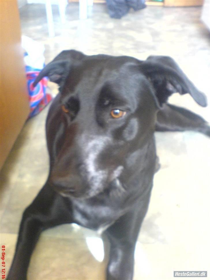 Blanding af racer Neja R.I.P billede 4