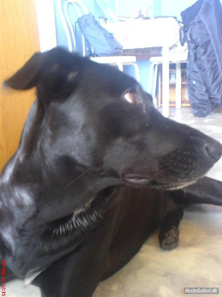 Blanding af racer Neja R.I.P billede 5