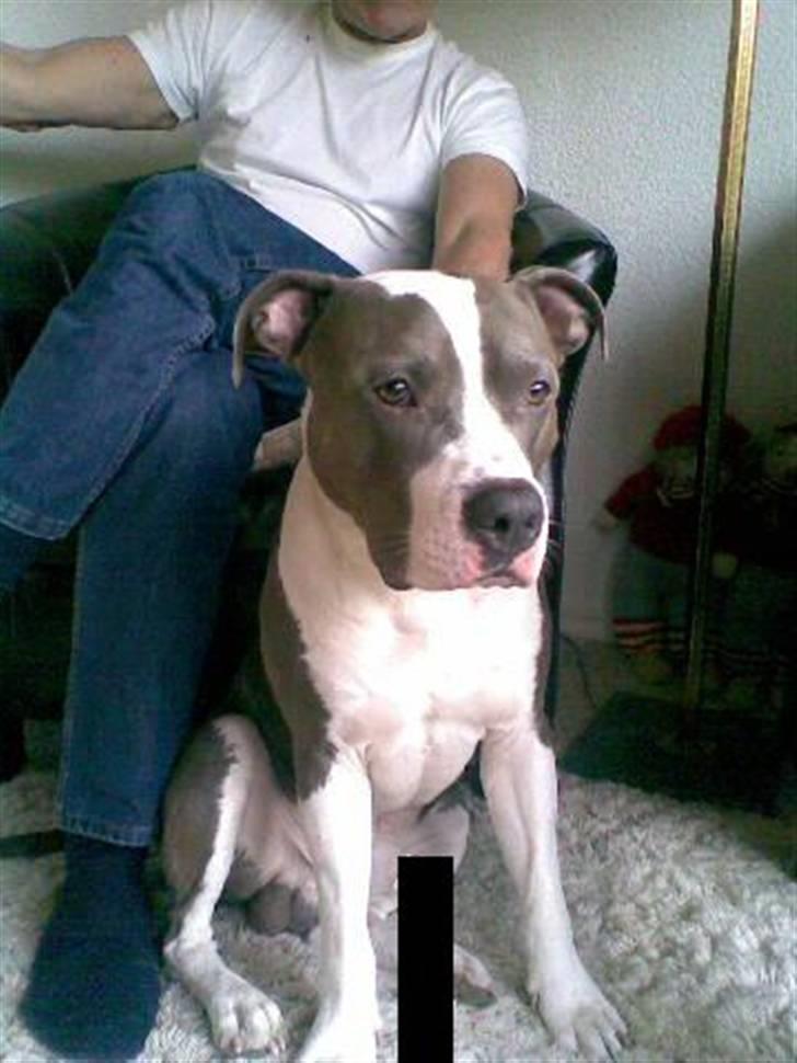 Amerikansk staffordshire terrier cæsar" R.I.P"  billede 1