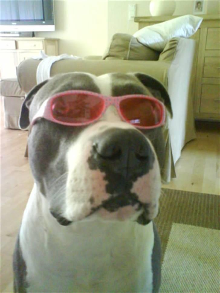 Amerikansk staffordshire terrier cæsar" R.I.P"  - min far ser sejere ud med solbriller end jeg gør*s* billede 2