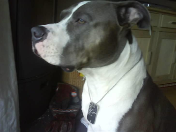 Amerikansk staffordshire terrier cæsar" R.I.P"  billede 3