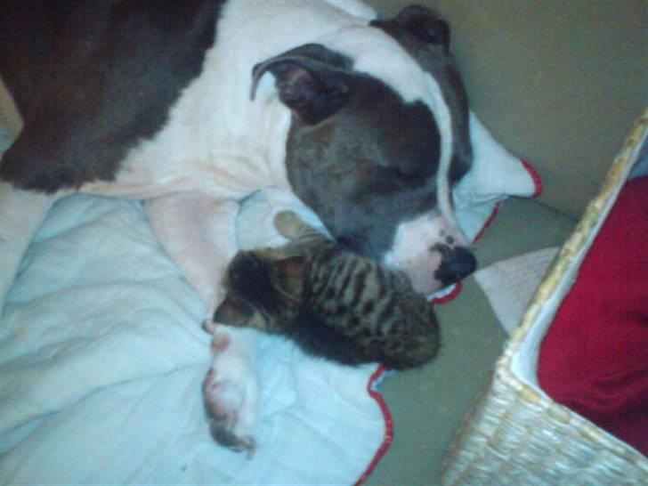 Amerikansk staffordshire terrier cæsar" R.I.P"  billede 4