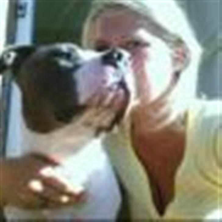 Amerikansk staffordshire terrier cæsar" R.I.P"  - elsker min mor billede 5