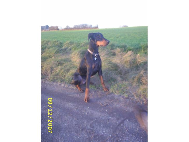 Dobermann Ally *R.I.P* billede 1