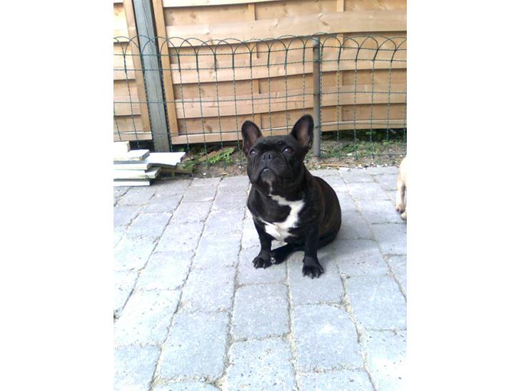 {{currentPhoto.altText}} billede {{currentPhoto.number}}