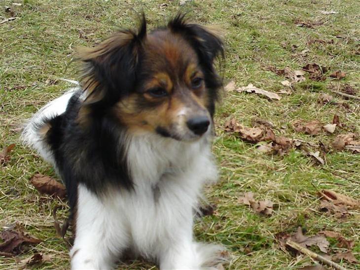 Papillon Blanding ¤¤Mons<3¤¤ - Nr.1~. Velkommen til min profil. Jeg hedder mons, jeg er 2 år. og bor i sønderjylland. Jeg er en blanding af papillon, shetland sheepdog og fox terrier. På billedet ligger jeg i et hul i sovaen billede 1