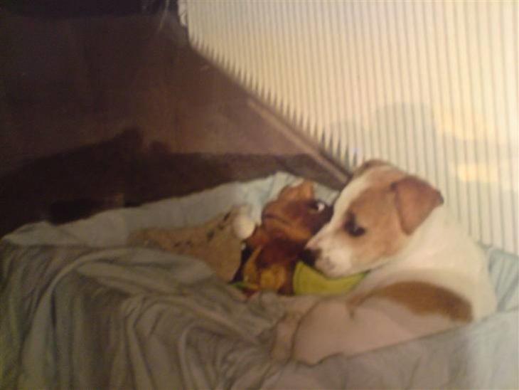 Dansk svensk gaardhund Putte *R.I.P* 2005 billede 1