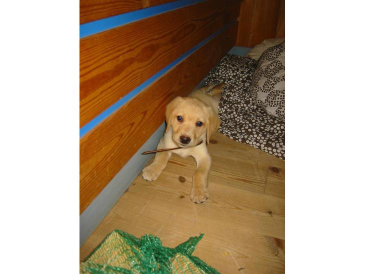 Labrador retriever felix billede 1