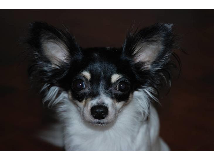 {{currentPhoto.altText}} billede {{currentPhoto.number}}