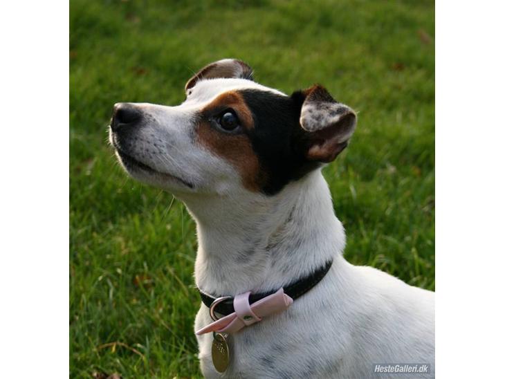 Jack russell terrier * Ellegårdens Jæger *  - *Velkommen til Jægers profil, håber i kan lide billederne *- og Jae, Jæger er hendes navn (-; billede 1