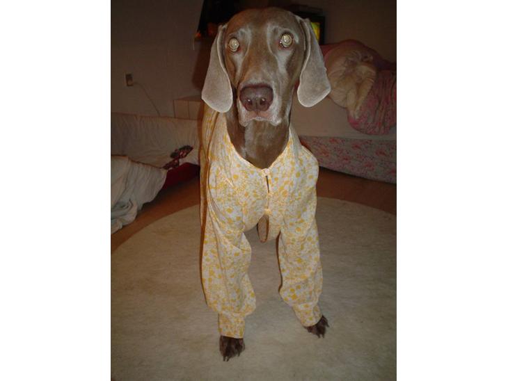 Weimaraner Bastian - basse er sengeklar billede 1