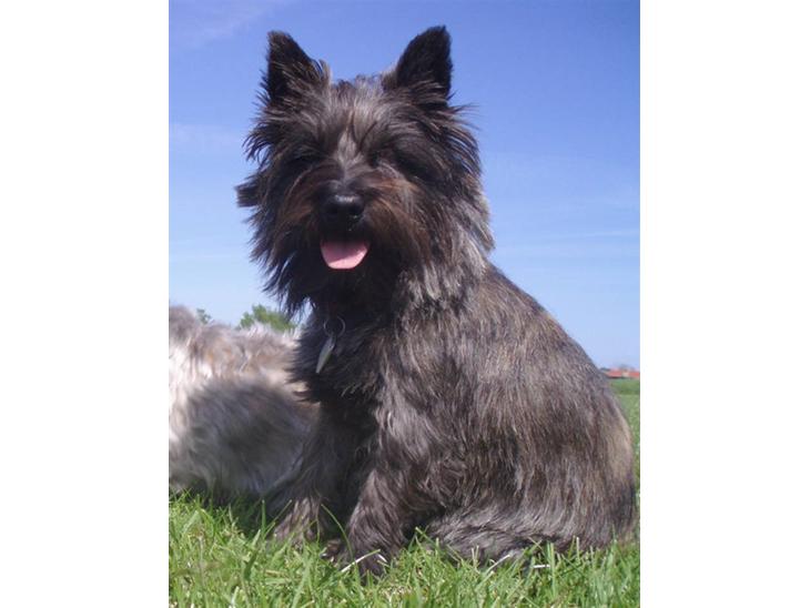 {{currentPhoto.altText}} billede {{currentPhoto.number}}