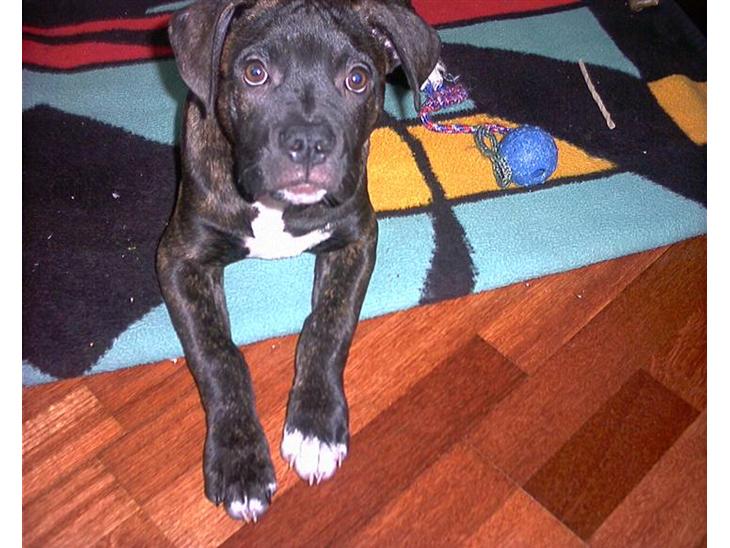 {{currentPhoto.altText}} billede {{currentPhoto.number}}