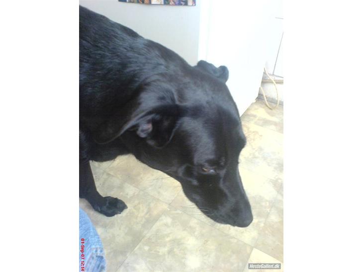 Blanding af racer Neja R.I.P - Neja er 3½ år gammel og en rigtig dejlig legesyg hund.. Giv en bedømmelse og smid em  kommentar. Modtager gerne udfordringer <3 (: billede 1