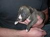Amerikansk staffordshire terrier Uffe