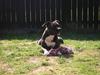 Amerikansk staffordshire terrier Brava