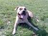 Amerikansk staffordshire terrier Malou Moniq