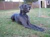 Grand danois Balou [ Himmelhund]