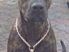 Amerikansk staffordshire terrier Jackie Brown R.I.P