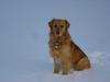 Golden retriever Tjalfe