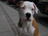 Amerikansk bulldog Bailey