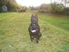 Amerikansk staffordshire terrier Targo 