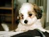 Coton de tulear Digo