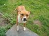 Amerikansk staffordshire terrier appels eye (nelly)