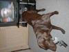 Labrador retriever Rolf