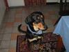 Blanding af racer Mollie #Himmelhund#