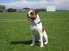 Amerikansk bulldog Kettner´s Batman (Nico) [ Himmelhund]