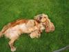 Cocker spaniel Bella